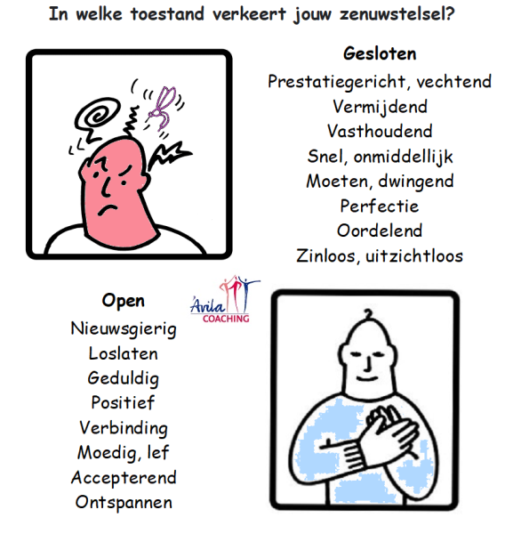 Polyvagaaltheorie.png
